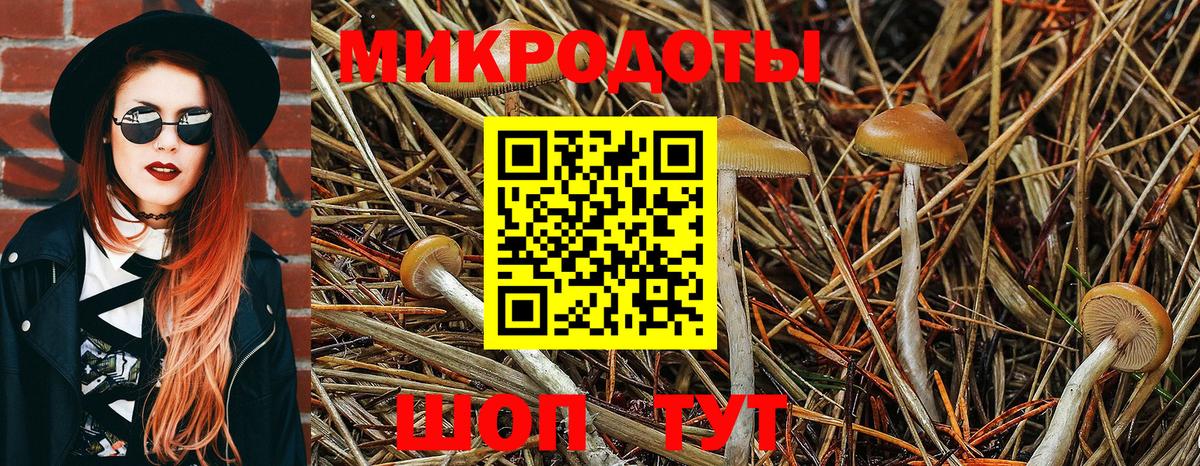 Псилоцибиновые грибы Cubensis Чусовой